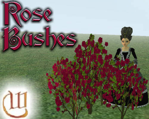 red rose bushes